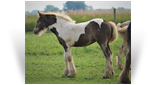~Northern Lights Aint Life Twisted~ '18 Smoky Silver Tobiano Filly by Taj - Illinois
